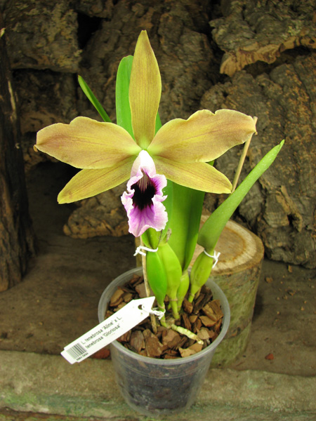 Laelia tenebrosa 'Aline' x Laelia tenebrosa 'Gloriosa'.jpg