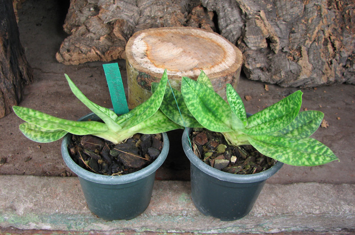 Paphiopedilum delenatii alba.jpg
