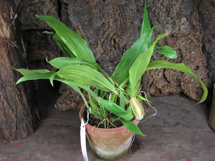 Coelogyne speciosa.jpg