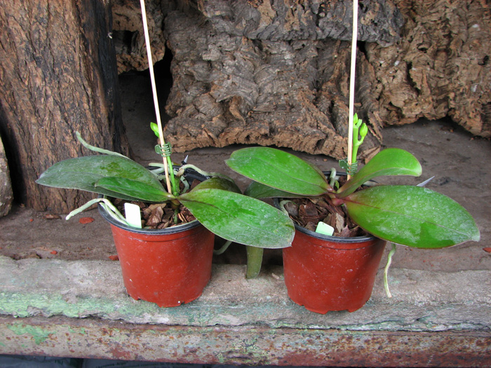 Phalaenopsis Sogo Lawrence x Phalaenopsis Kung's Red Cherry.jpg