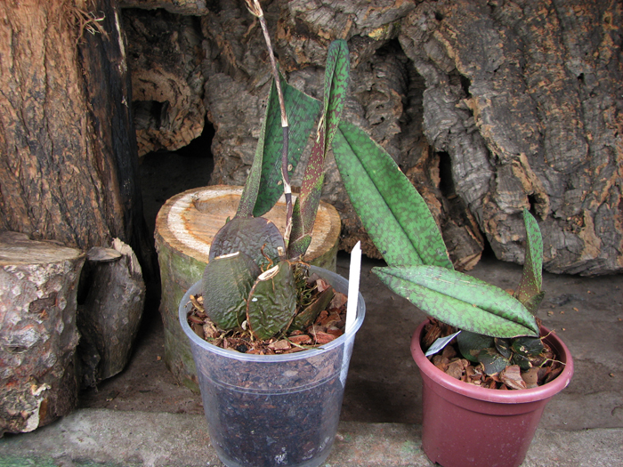 Psychopsis versteegianum.jpg