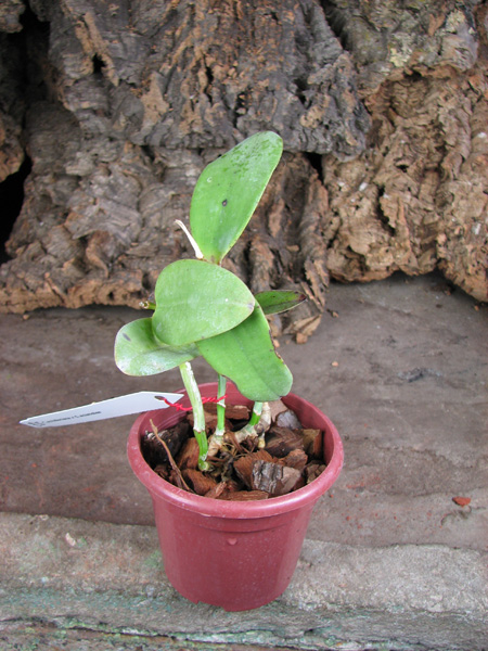 Cattleya schilleriana x Cattleya aclandiae.jpg