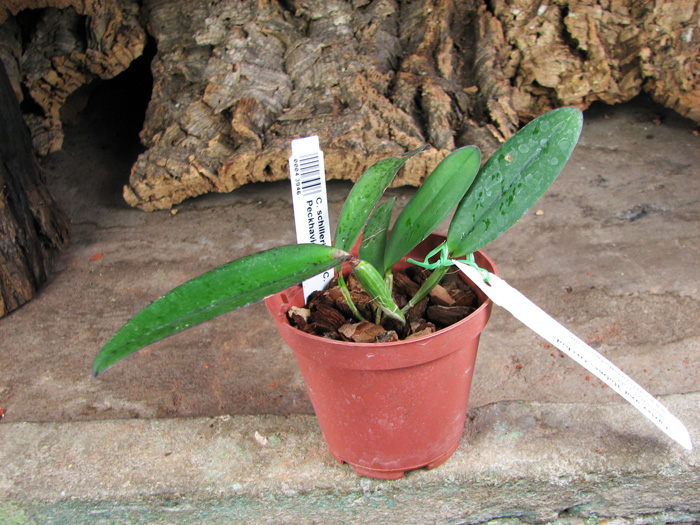 Cattleya schilleriana x Cattleya Peckhaviensis.jpg