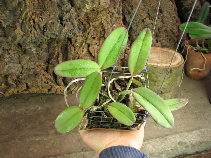 Cattleya schilleriana 'Cleber Munhol' x Cattleya schilleriana 'Pedra do Vento'.jpg