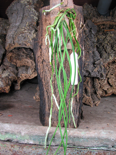 Seidenfadenia mitrata.jpg