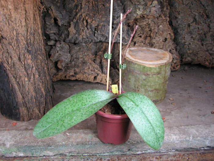 Phalaenopsis Cassandra (equestris x stuartiana).jpg