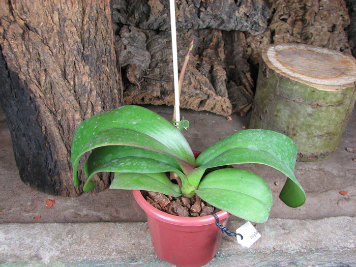 Phalaenopsis Everspring Prince 'Butterfly'.jpg