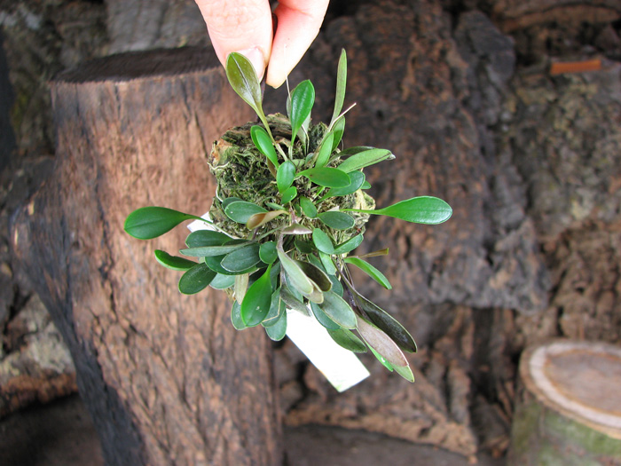 Pleurothallis pterophora.jpg