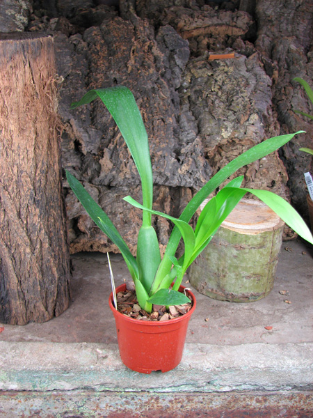 Miltassia Estrelita 'Sweet Senorita'.jpg