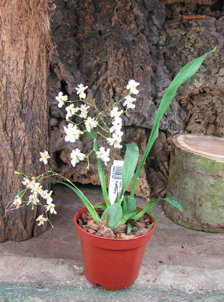 Oncidium Twinkle 'Fragrance Fantasy'.jpg