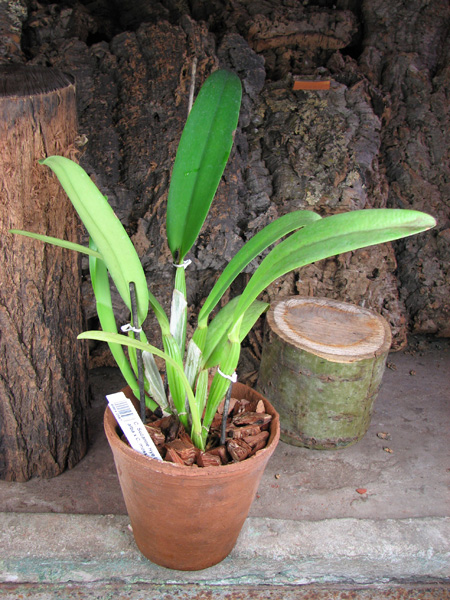 Cattleya Suzanne Hye (Cattleya gaskelliana alba x Cattleya mossiae wagneri).jpg