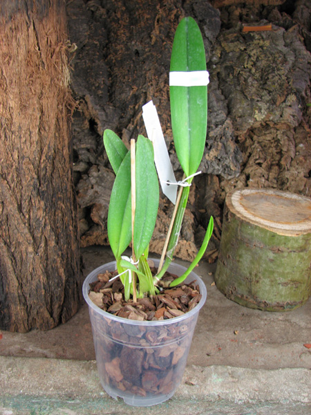 Cattleya mossiae alba 'Irene' x Cattleya mossiae alba 'Orosco'.jpg
