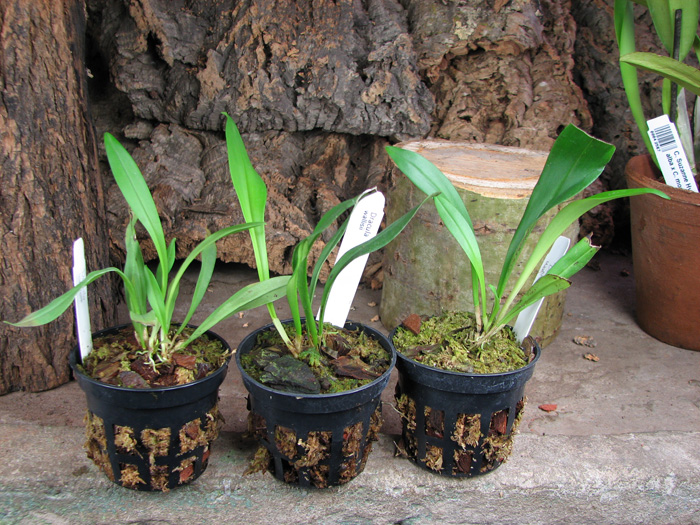 Dracula wallisii.jpg