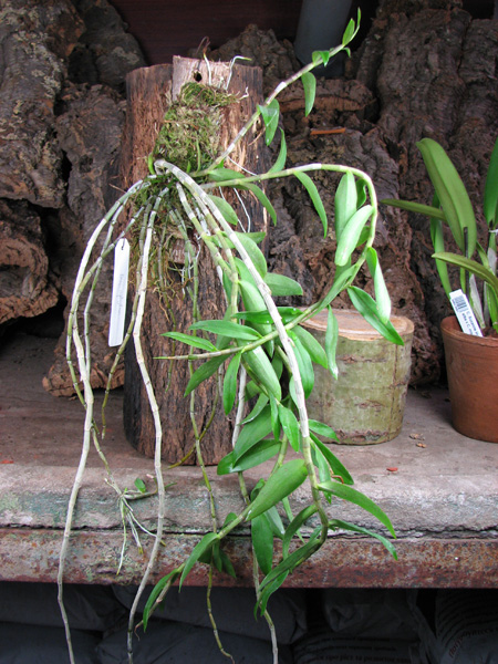 Dendrobium aphyllum.jpg