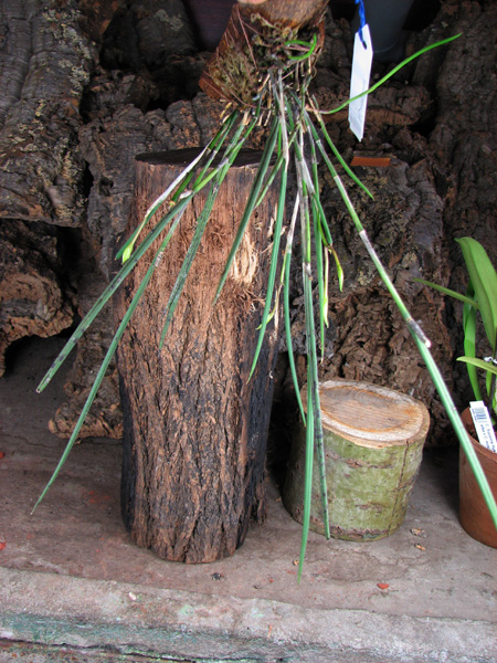 Brassavola perrinii.jpg