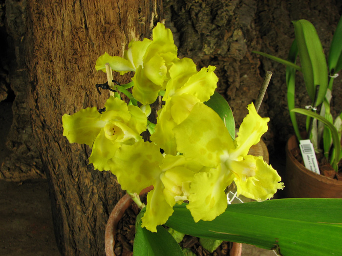 Odontioda George McMahon 'Fortuna'.jpg