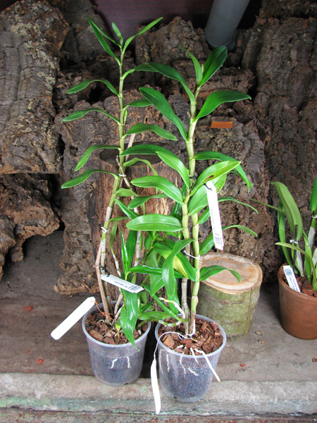 Dendrobium Dawn Marie.jpg