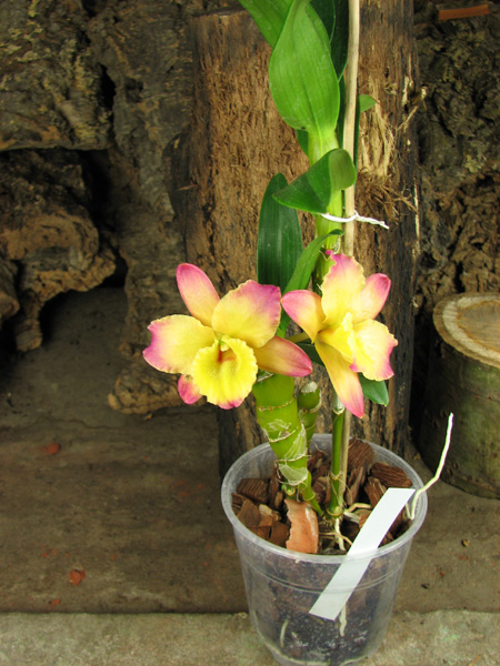 Dendrobium Oriental Smile 'Fantasy'.jpg