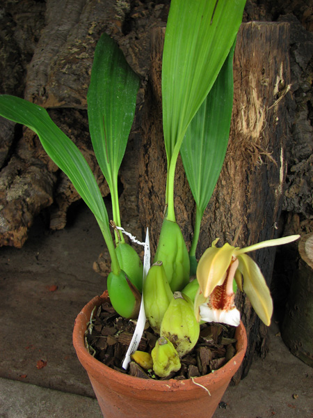 Coelogyne speciosa.jpg