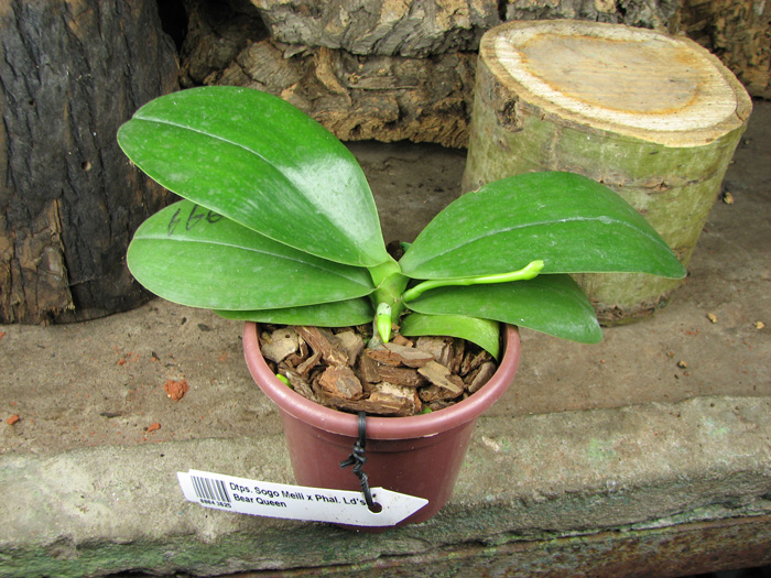 Doritaenopsis Sogo Meili x Phalaenopsis Ld's Bear Queen.jpg