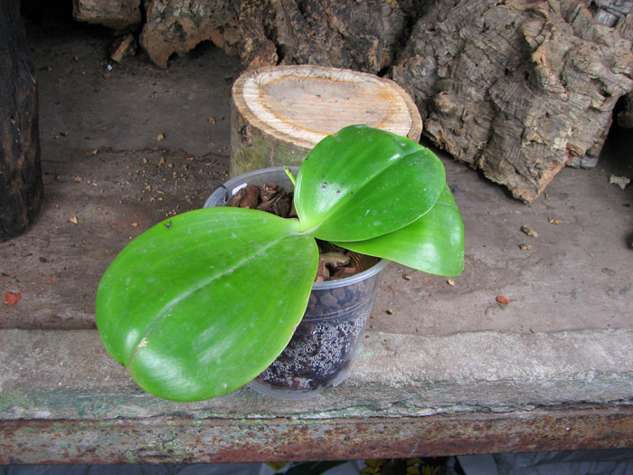 Phalaenopsis Mituo Sun 'Mituo #1' x Phalaenopsis Ld's Bear Queen.jpg