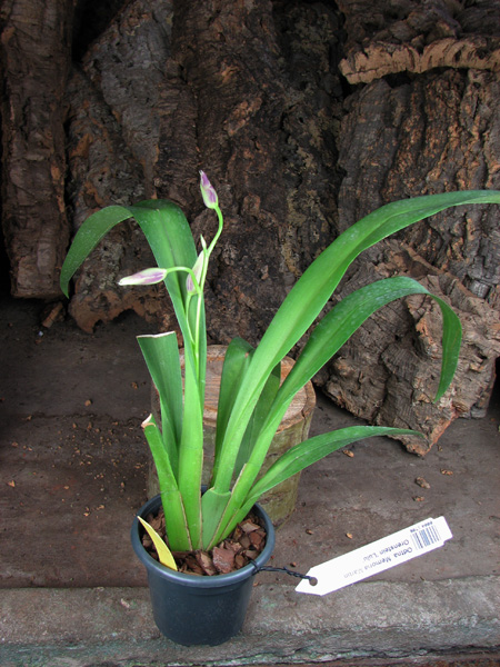 Odontonia Memoria Martin Orenstein 'Lulu'.jpg