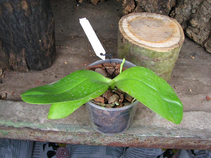 Phalaenopsis Mituo Sun 'Mituo #1' x Phalaenopsis Ld's Bear Queen.jpg