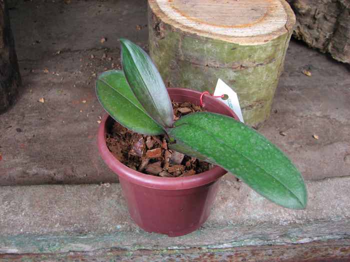 Phalaenopsis stuartiana (green x yellow).jpg