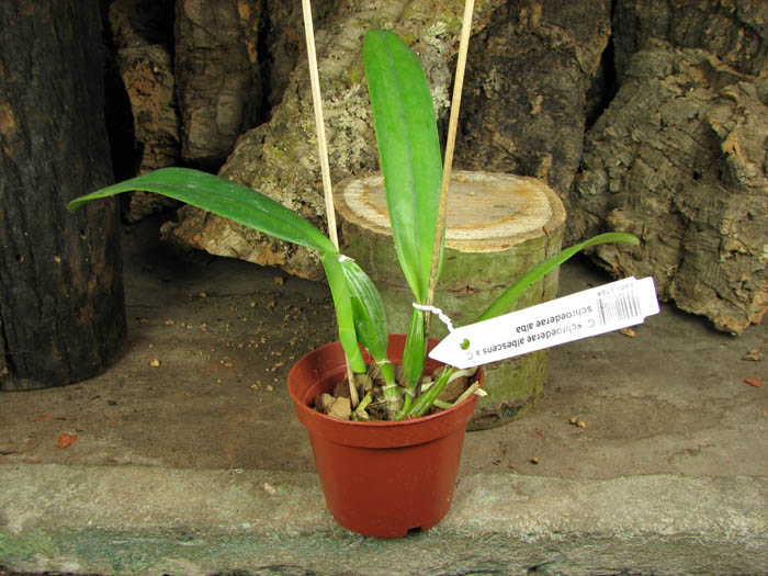 Cattleya schroederae albescens x Cattleya schroederae alba.jpg
