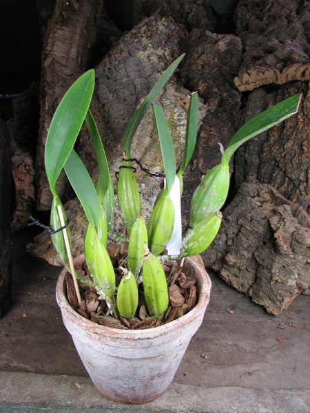 Laelia anceps Dawsonii f Chiapensis.jpg
