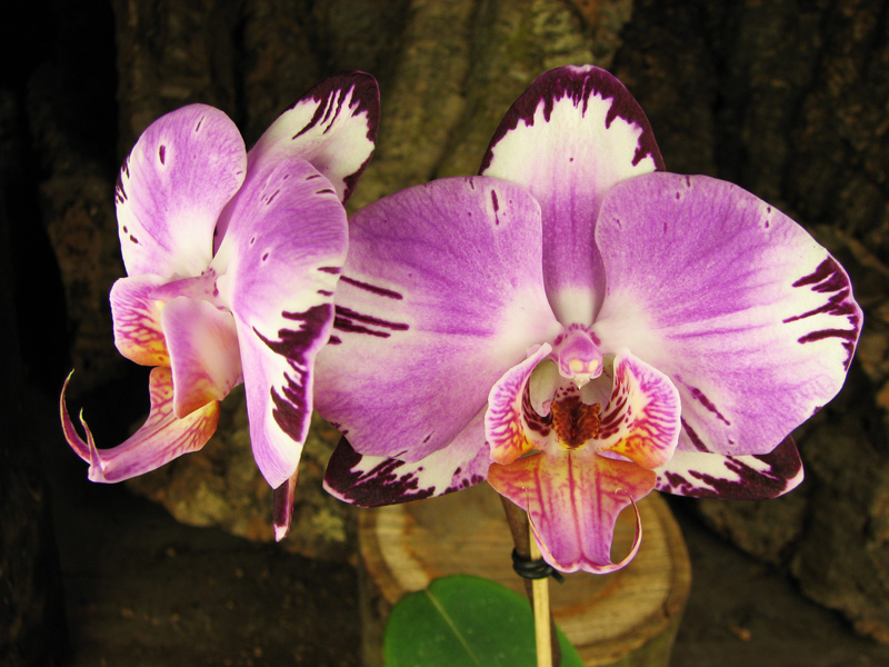 Doritaenopsis Taiwan Diamond 'Rainbow Cat'.jpg