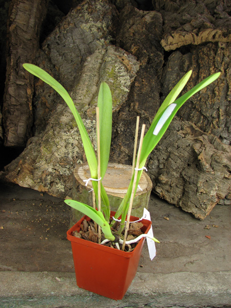 Cattleya dowiana x SELF.jpg