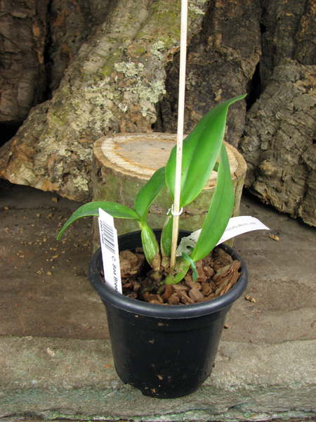 Cattleya Sea Breeze 'Blue Ribbon'.jpg