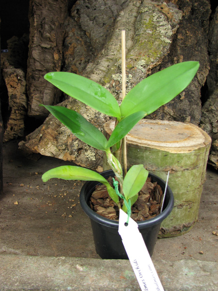 Cattleya skinneri 'Casa Luna'.jpg