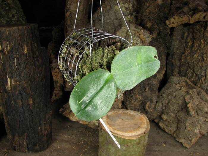 Phalaenopsis gigantea.jpg