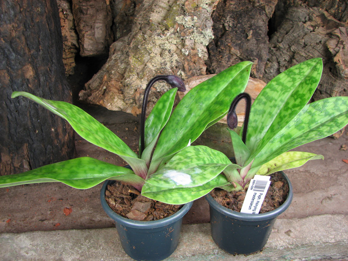 Paphiopedilum Hsinying Web x mastersianum.jpg