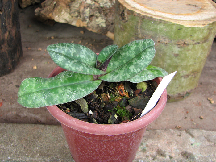 Paphiopedilum wenshanense.jpg