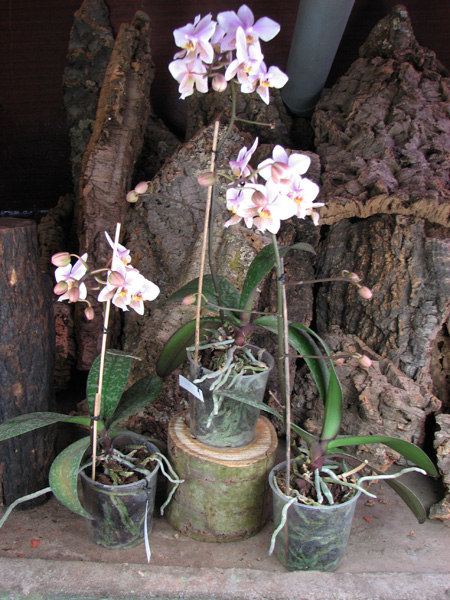 Phalaenopsis Philadelphia (schilleriana x stuartiana).jpg