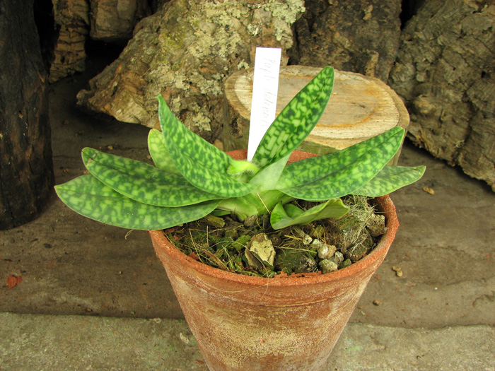 Paphiopedilum delenatii alba.jpg