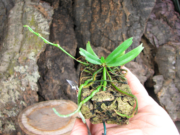 Aerangis rhodosticta.jpg