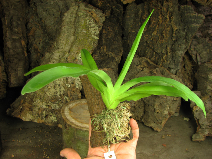 Aeranthes grandiflora.jpg