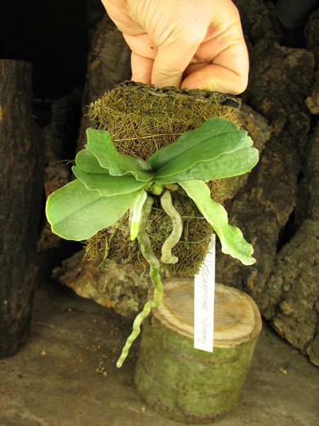 Aerangis somalensis.jpg