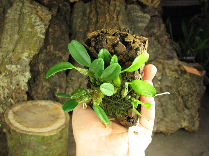 Dendrobium jenkinsii.jpg