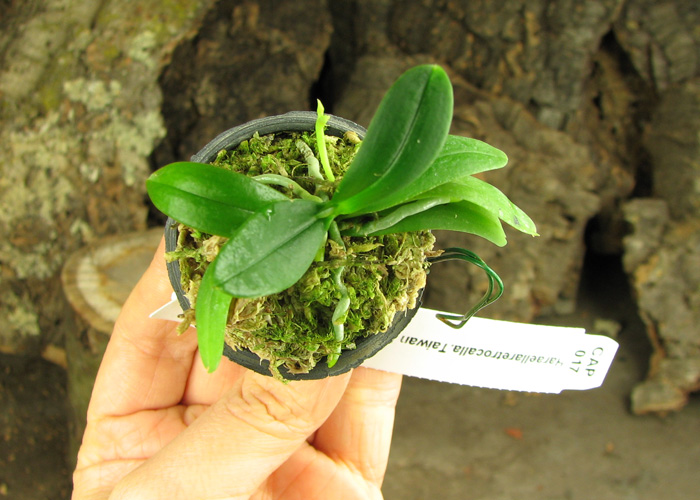 Haraella retrocalla.jpg