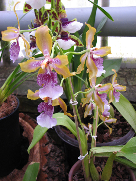 Odontoglossum wyattianum.jpg