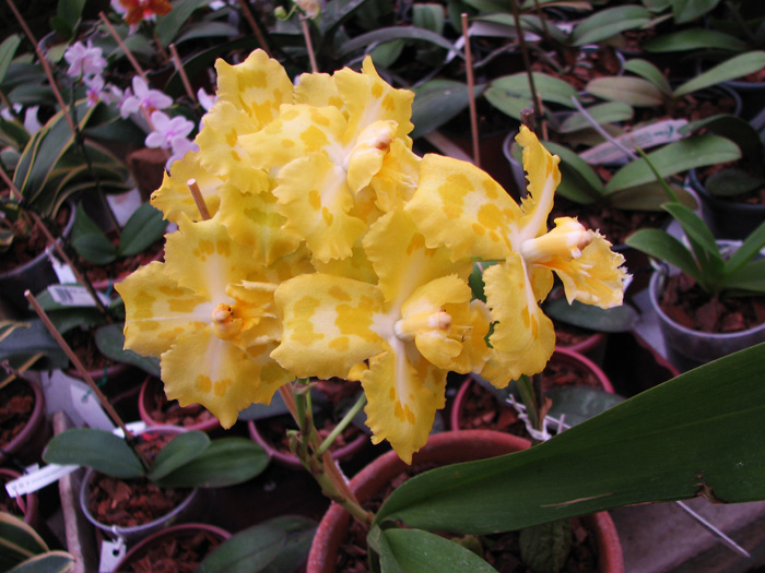 Odontioda George McMahon 'Fortuna'.jpg