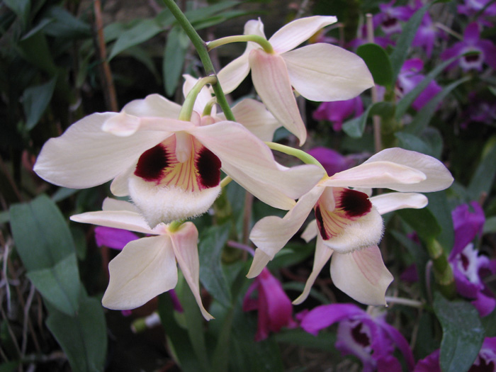 Dendrobium pulchellum.jpg
