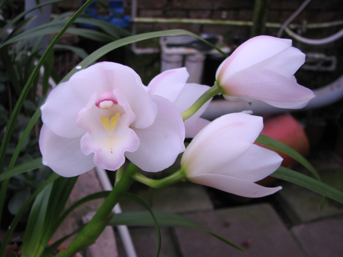 Cymbidium Lovely Smile 'Angel'.jpg