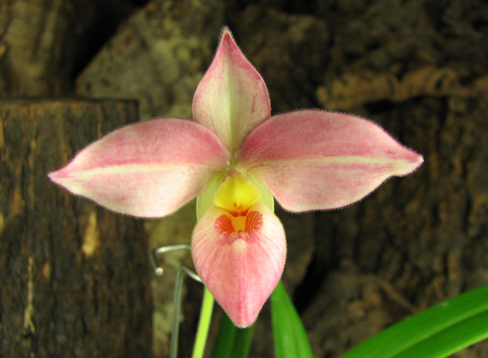 Phragmipedium Hanne Popow (besseae x schlimii).jpg