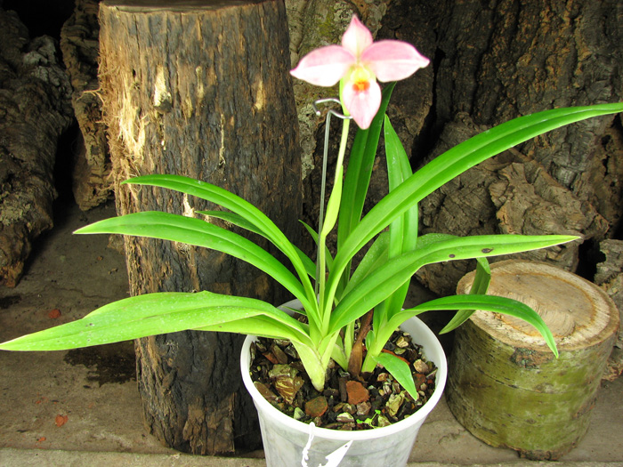 Phragmipedium Hanne Popow (besseae x schlimii).jpg